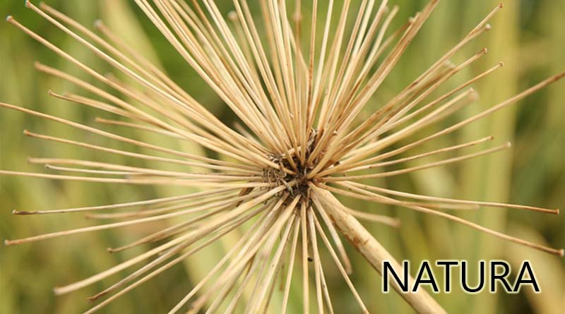 Natura